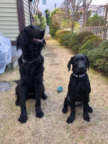 新しいお家での兄弟犬たち　もうガールフレンドが💕