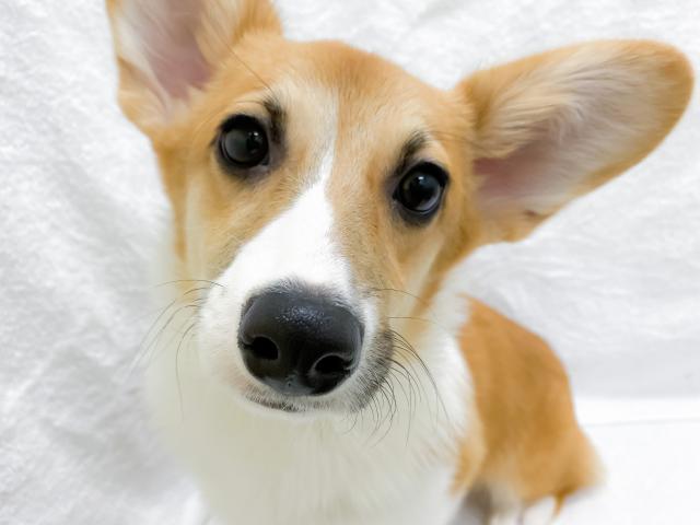 ウェルシュコーギーペンブローク