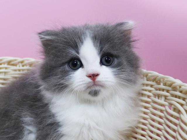 スコティッシュフォールド