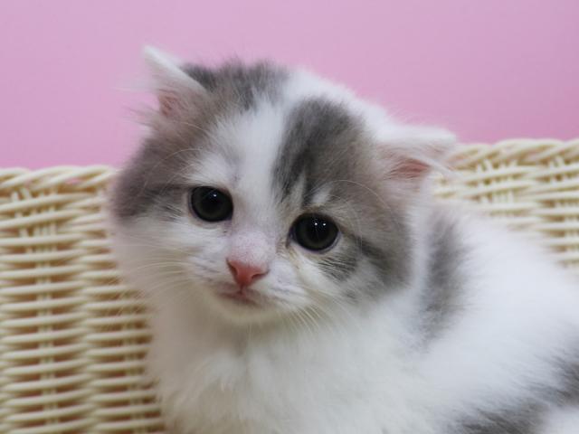 スコティッシュフォールド