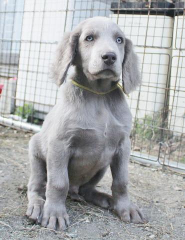 ワイマラナーロングヘアー ワイマラナー子犬販売 シルヴィ