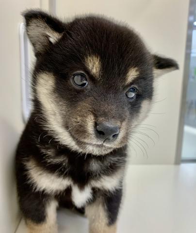 柴犬