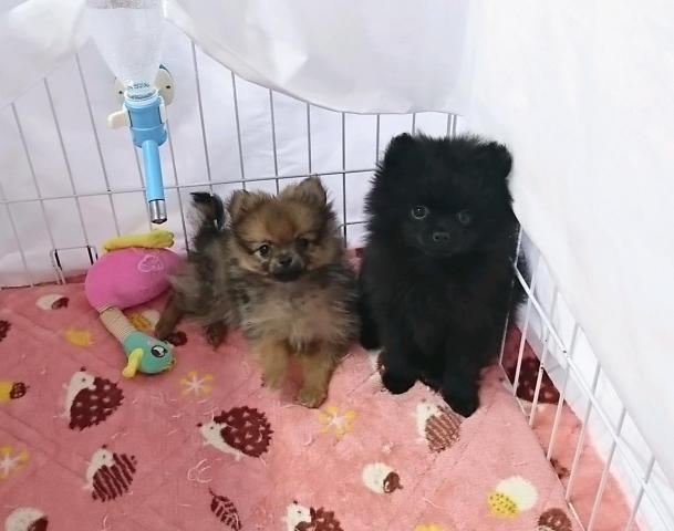 ポメラニアン