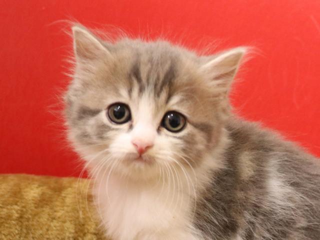 スコティッシュフォールド