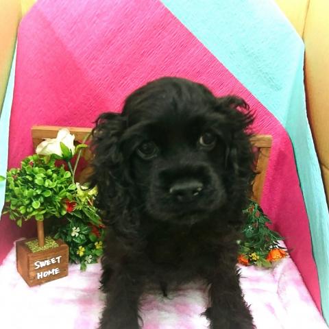 アメリカンコッカースパニエル