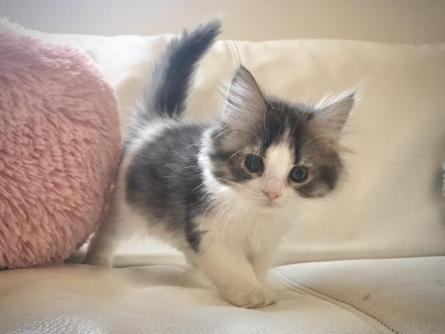 サイベリアン　コロナ対策！出張見学お届けサービス実施中！