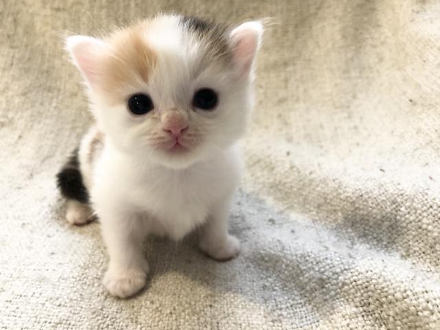 サイベリアン　コロナ対策！出張見学お届けサービス実施中！