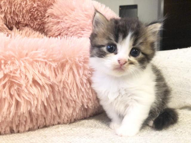 サイベリアン♡シルクのような柔らかなコート　