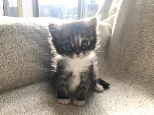 サイベリアン　コロナ対策！出張見学お届けサービス実施中！