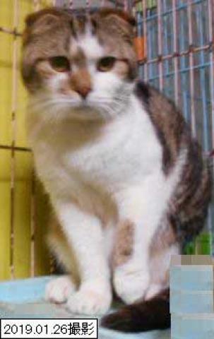 スコティッシュフォールド