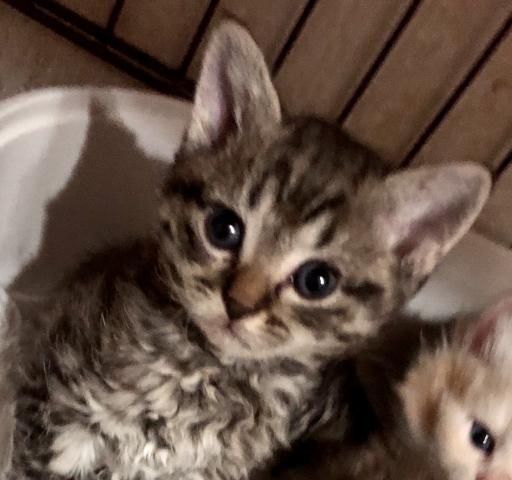 セルカークレックス
