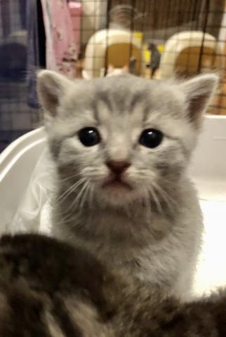 セルカークレックス