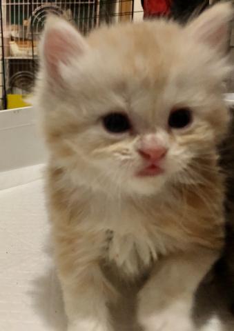 ミヌエット（旧ナポレオン）