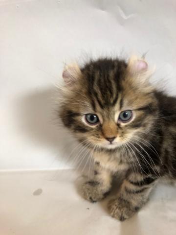 アメリカンカール