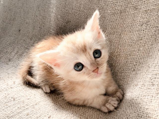 マンチカン　最終セール🌸お目々くりくり足長ちゃん