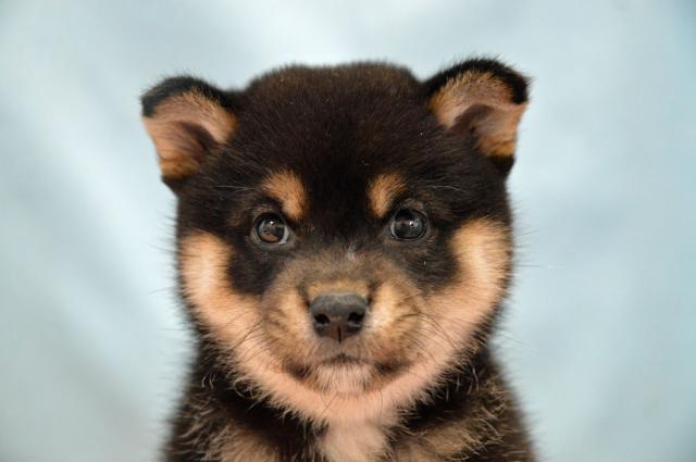 柴犬