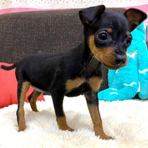 ミニチュアピンシャー