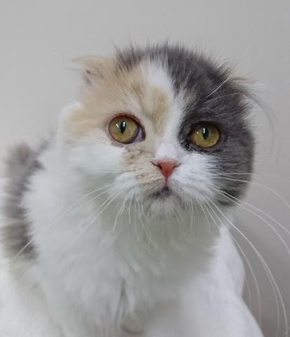 スコティッシュフォールド