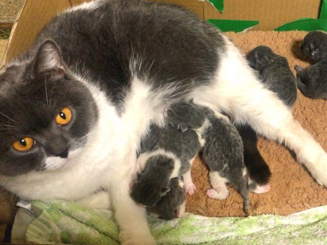 ブリティッシュショートヘア