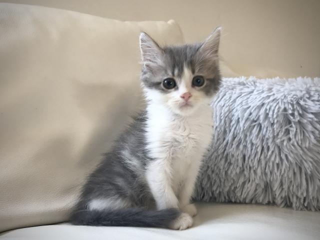 サイベリアン　本日最終特価セール🌸