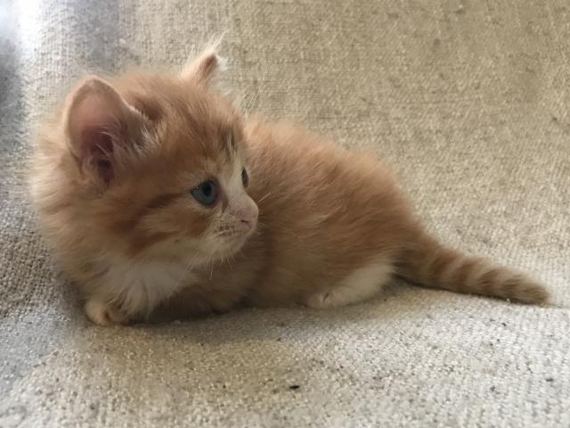 マンチカン 短足ちゃん♡コロナ対策!お届け無料サービス✨