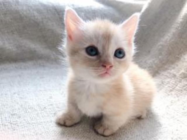 マンチカン 短足ちゃん♡ 本日最終特価セール🌸