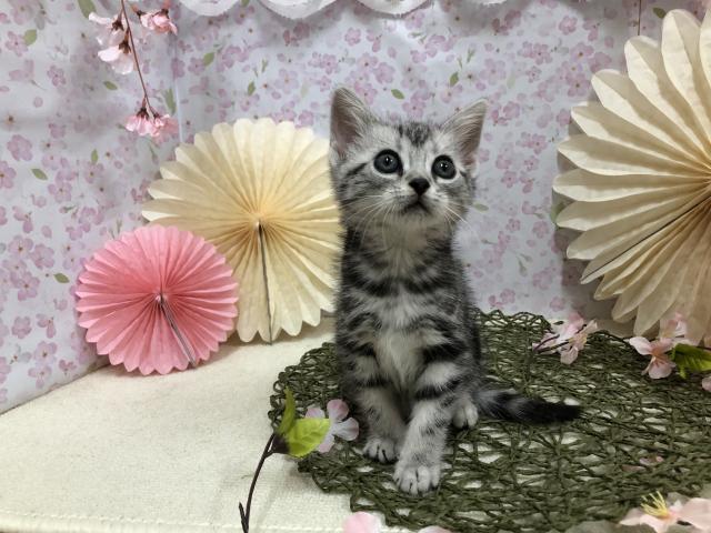 アメリカンショートヘアー