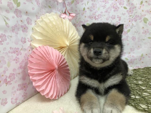 柴犬