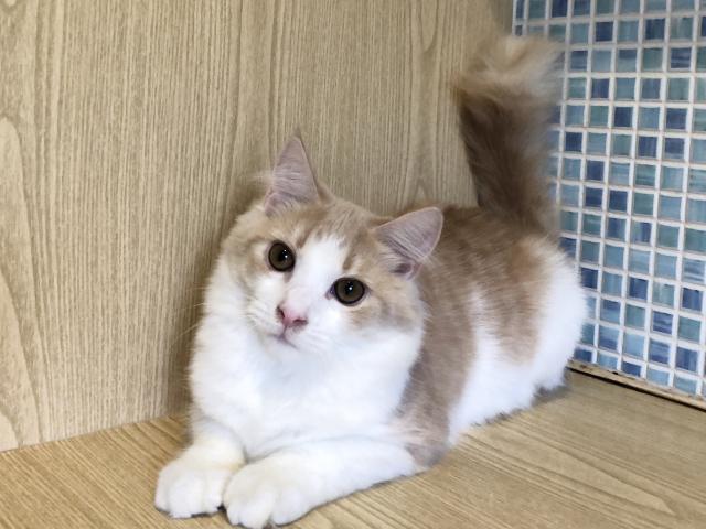 サイベリアンコロナ対策!出張見学お届けサービス実施中!