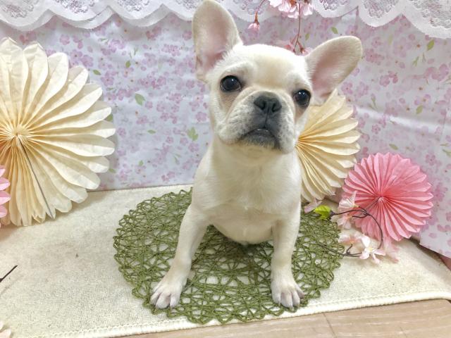 フレンチブルドッグ