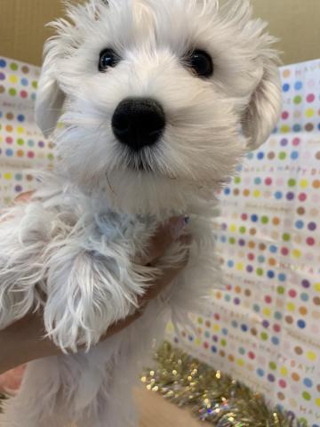 ミニチュアシュナウザー