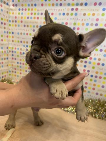 フレンチブルドッグ