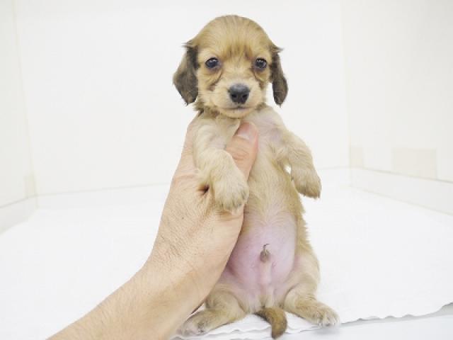 ミニチュアダックスフンド