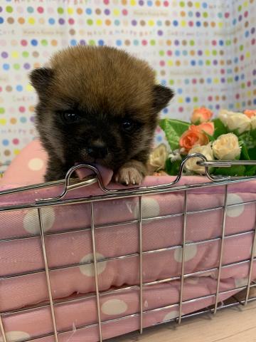 柴犬豆柴
