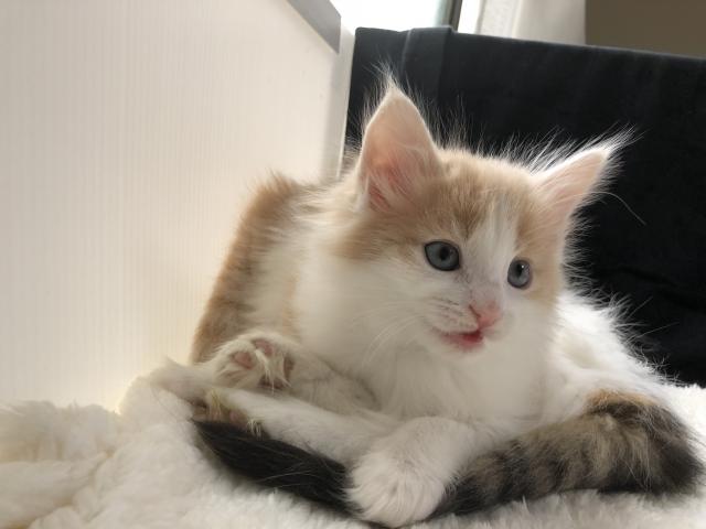 ノルウェージャンフォレストキャット