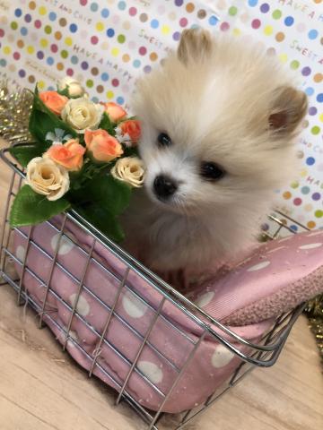 ポメラニアン