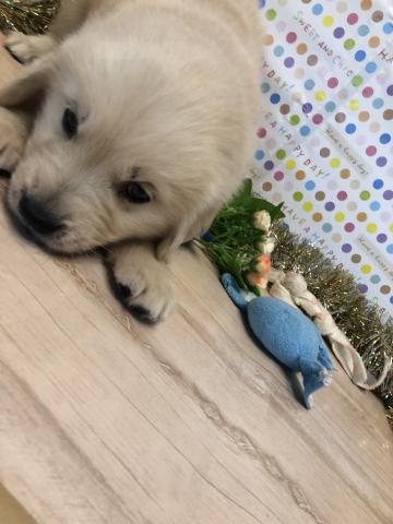 ゴールデンレトリーバー