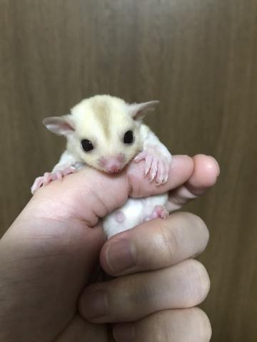 フクロモモンガ　クリミノモザイク