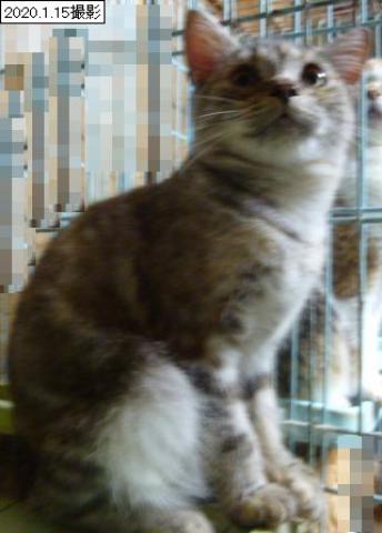 アメリカンショートヘアー