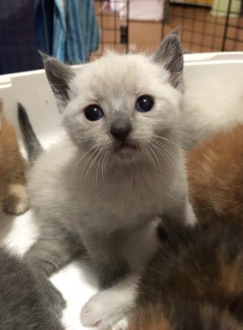 ロシアンブルー