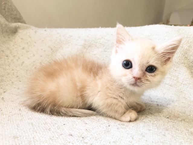 マンチカン  短足♡美猫　顔白ちゃん