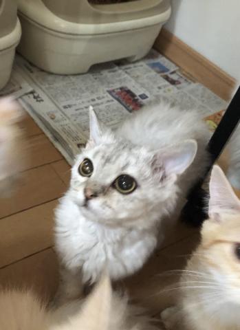 セルカークレックス