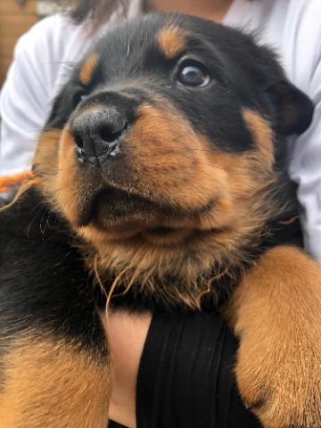ロットワイラー 子犬や子猫たちのペット販売情報が満載 ペットステーション ロットワイラー 子犬や子猫たちのペット販売情報が満載 ペットステーション