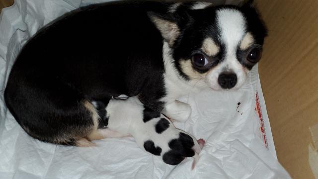 チワワ（スムースコート）