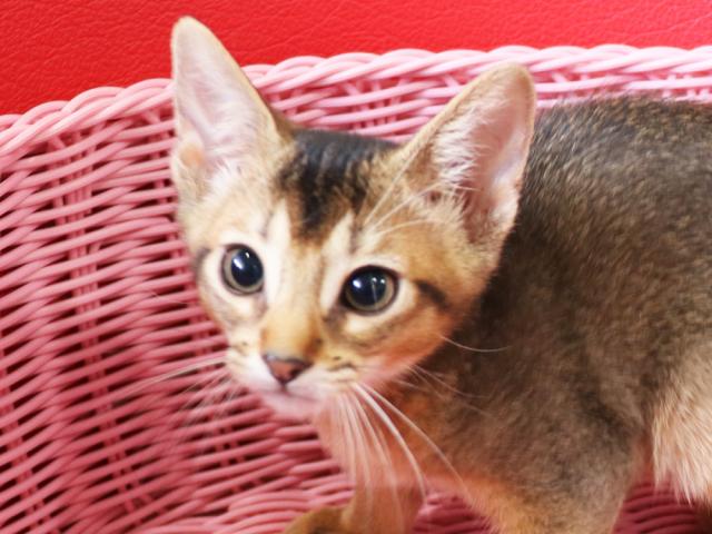 アビシニアン