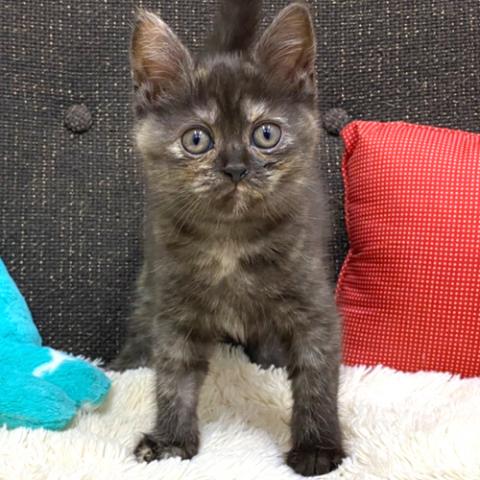 スコティッシュフォールド