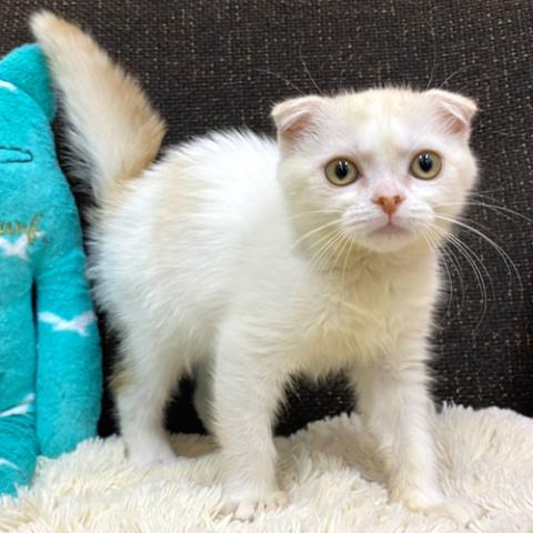 スコティッシュフォールド