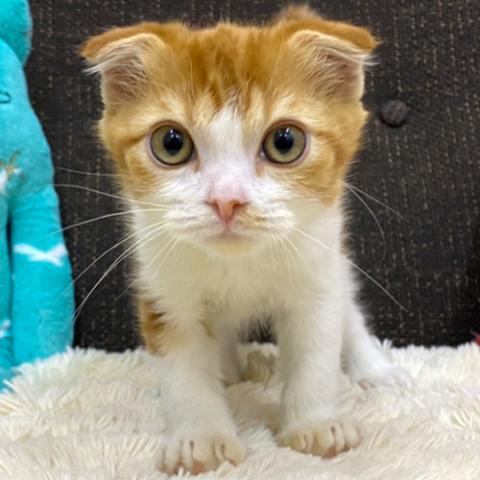 スコティッシュフォールド