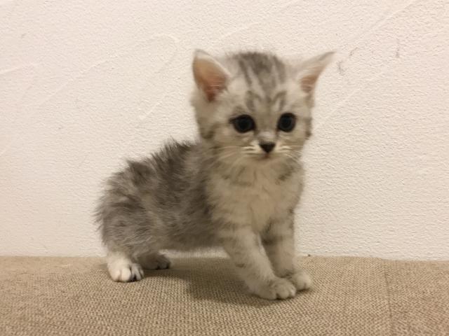 ミヌエット（旧ナポレオン）♡ふわもこ