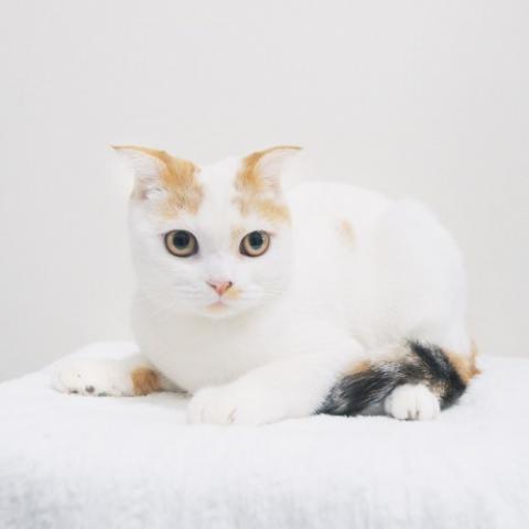 スコティッシュフォールド